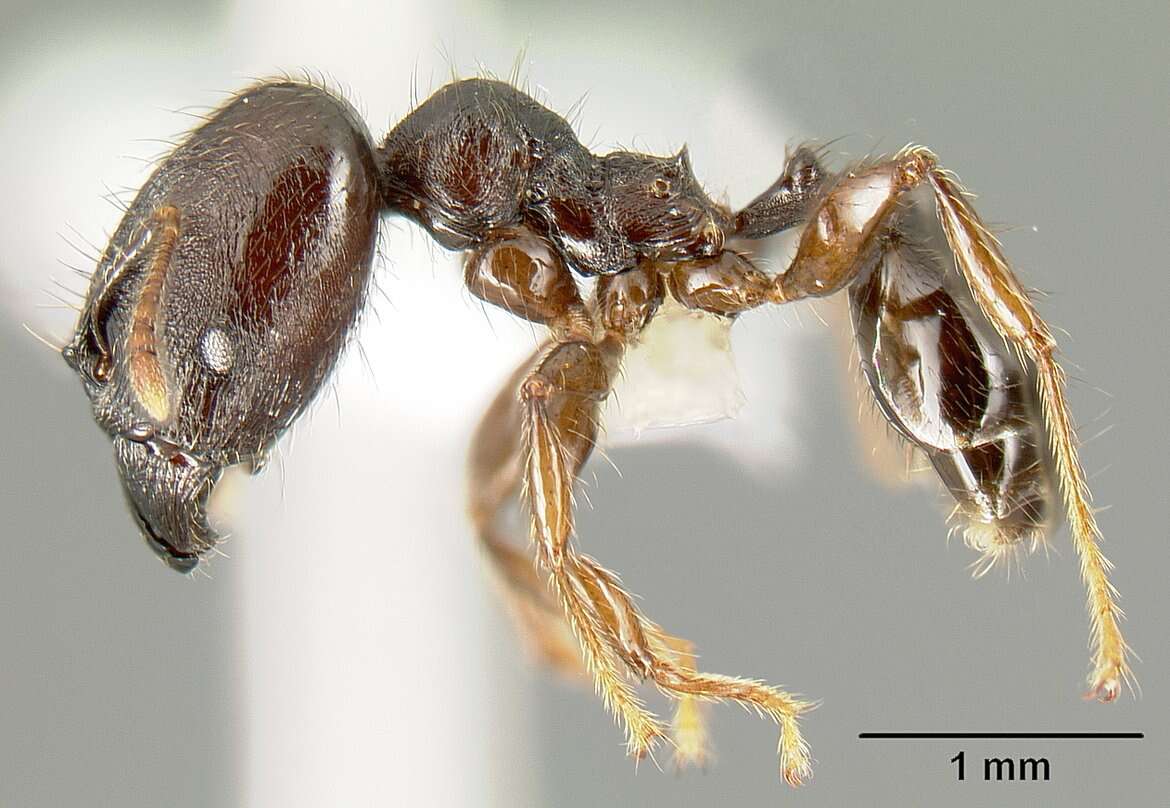 Image of Pheidole walkeri Mann 1922