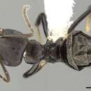 Image of <i>Brachymyrmex nebulosus</i>