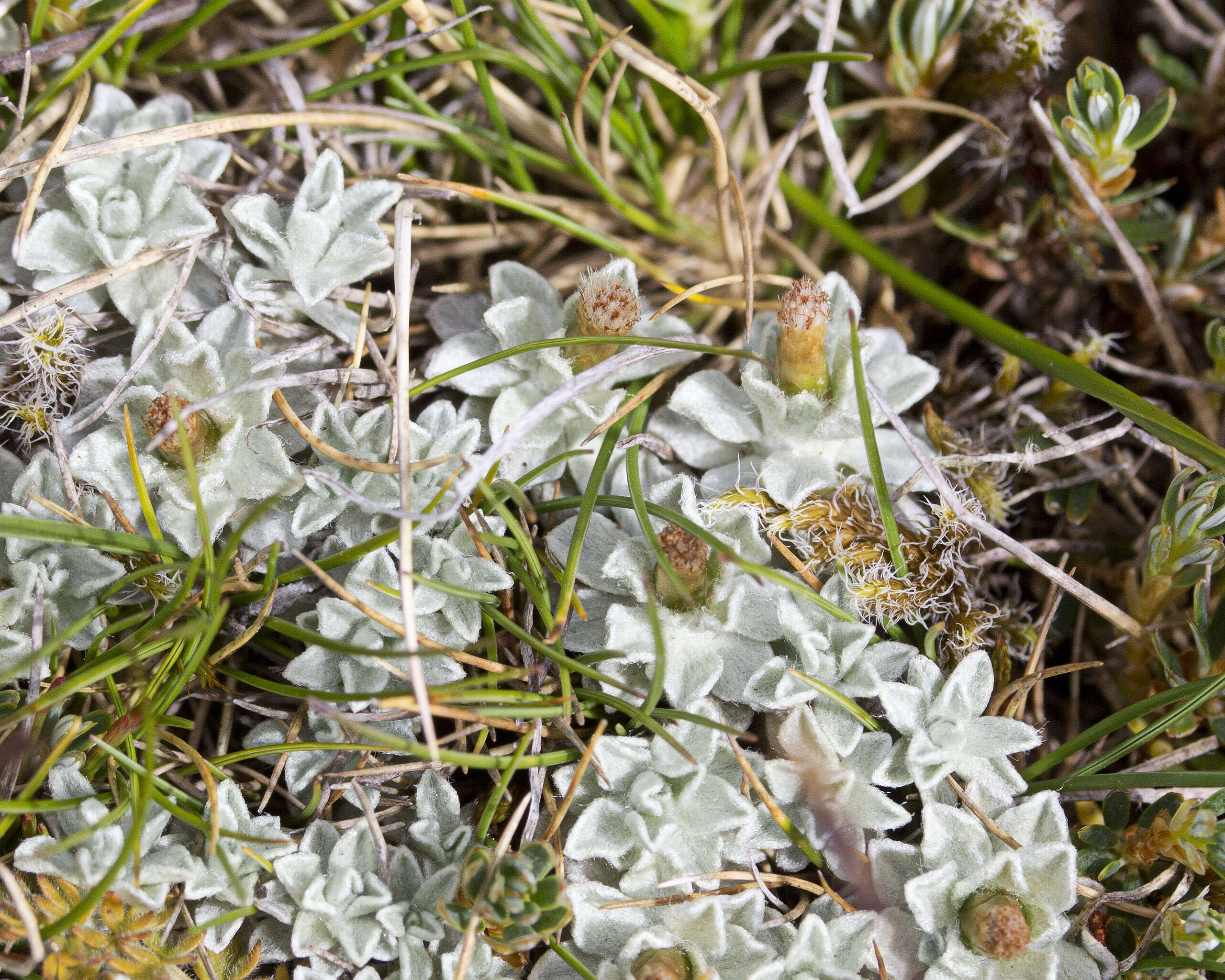 Image of Argyrotegium nitidulum (Hook. fil.) J. M. Ward & Breitw.