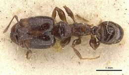 Image of Pheidole rhinoceros Forel 1899