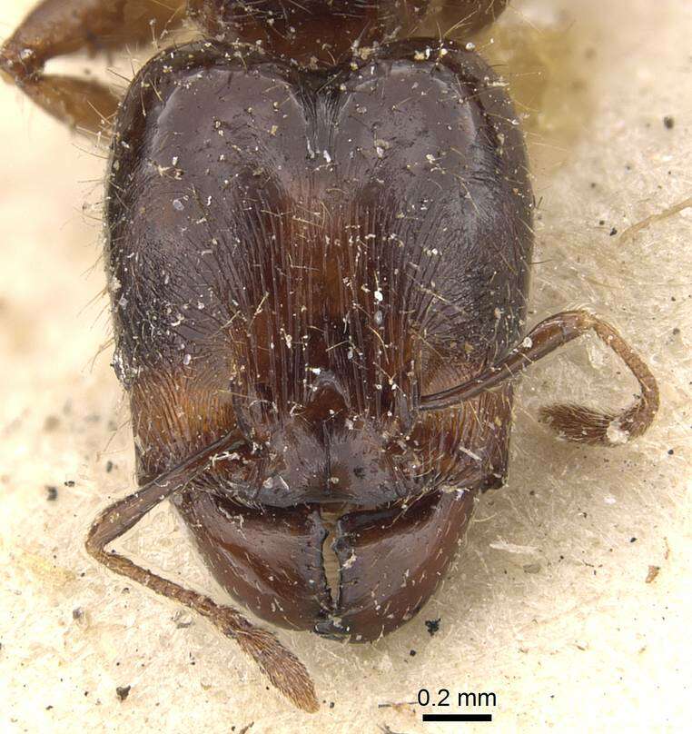 Image of Pheidole rhinoceros Forel 1899