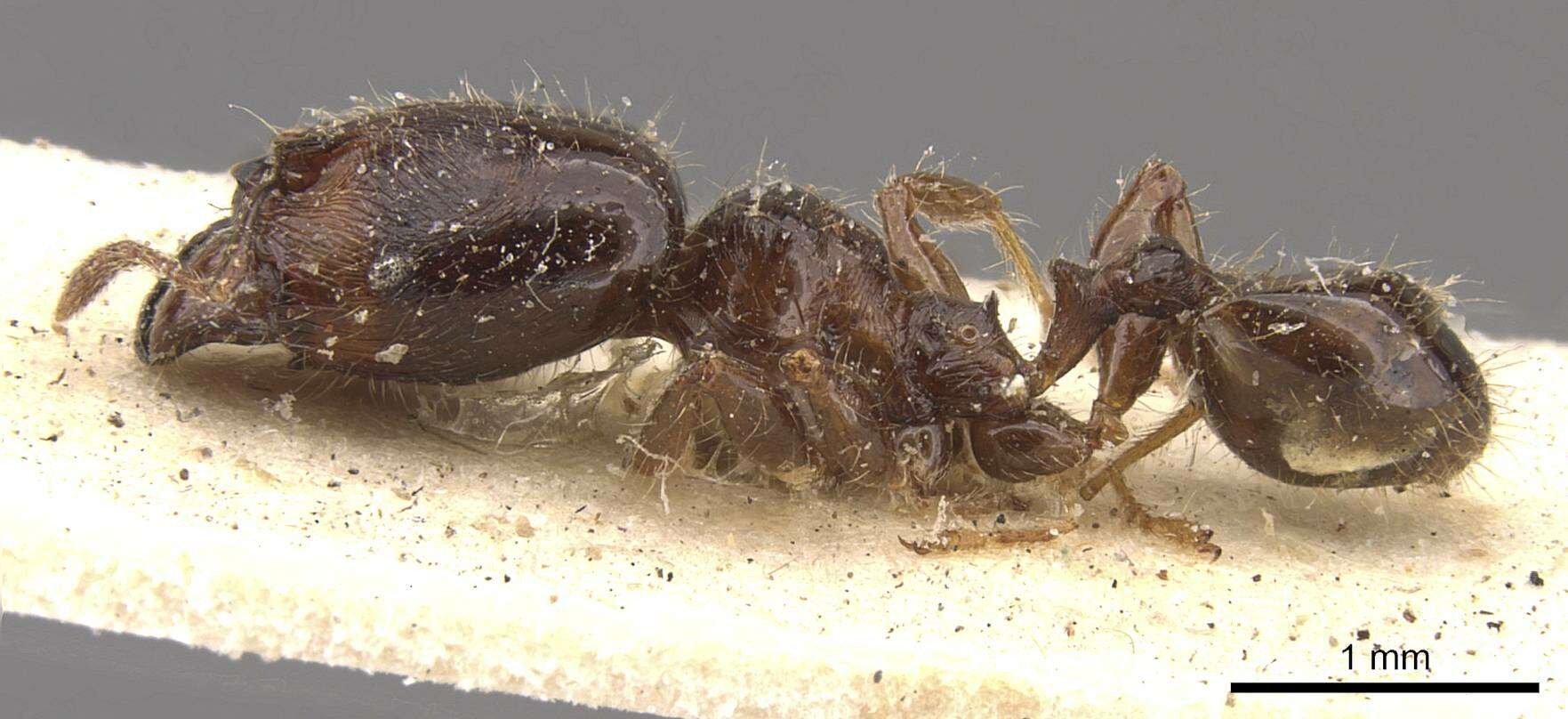 Image of Pheidole rhinoceros Forel 1899