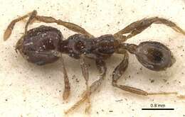 Image of Pheidole rhinoceros Forel 1899