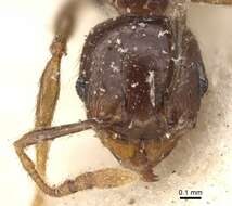 Image of Pheidole rhinoceros Forel 1899