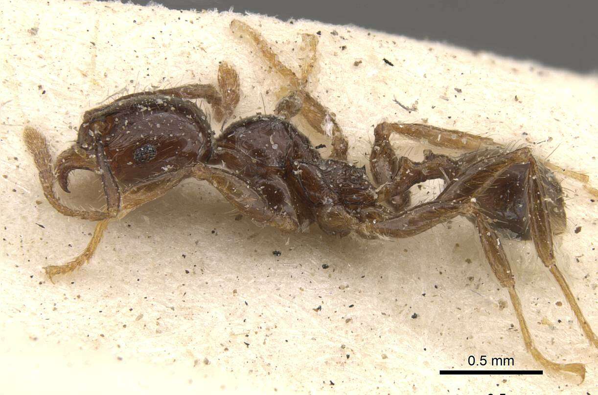 Image of Pheidole rhinoceros Forel 1899