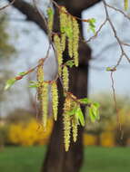 Image of European hornbeam