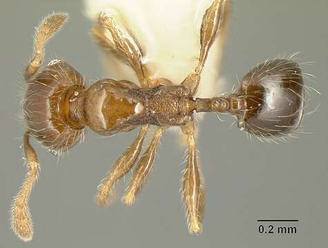 Image of <i>Pheidole arboricola</i>