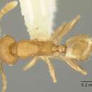 Image of Pheidole arhuaca Forel 1901