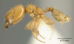 Pheidole arhuaca Forel 1901 resmi