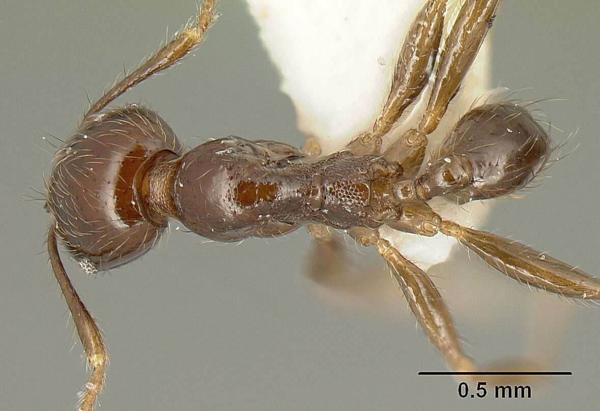 Image of Pheidole walkeri Mann 1922