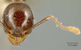 Image of Pheidole walkeri Mann 1922