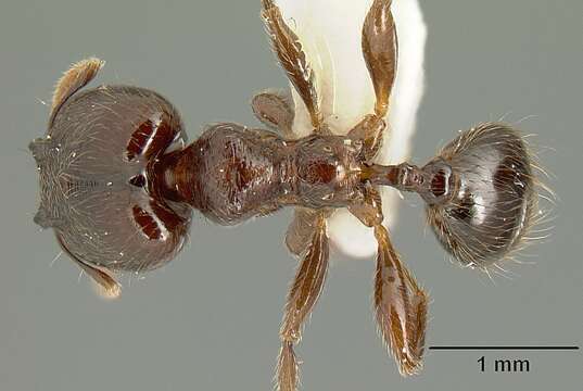 Image of Pheidole walkeri Mann 1922