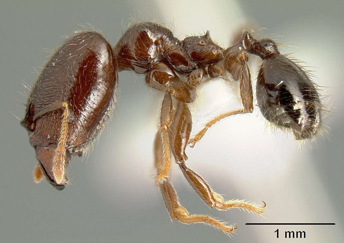 Image of Pheidole walkeri Mann 1922