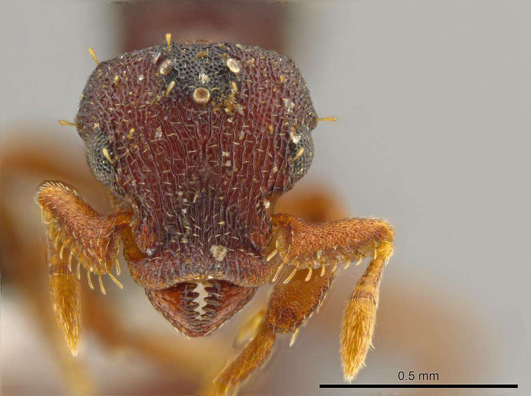 Image of Myrmicinae