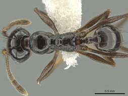 Image of Pheidole tschinkeli