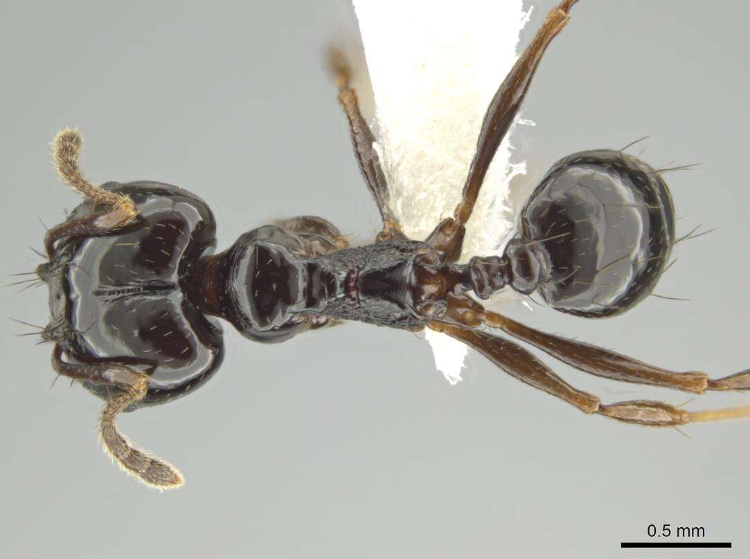 Image of Pheidole tschinkeli