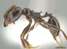 Image of Pheidole tschinkeli