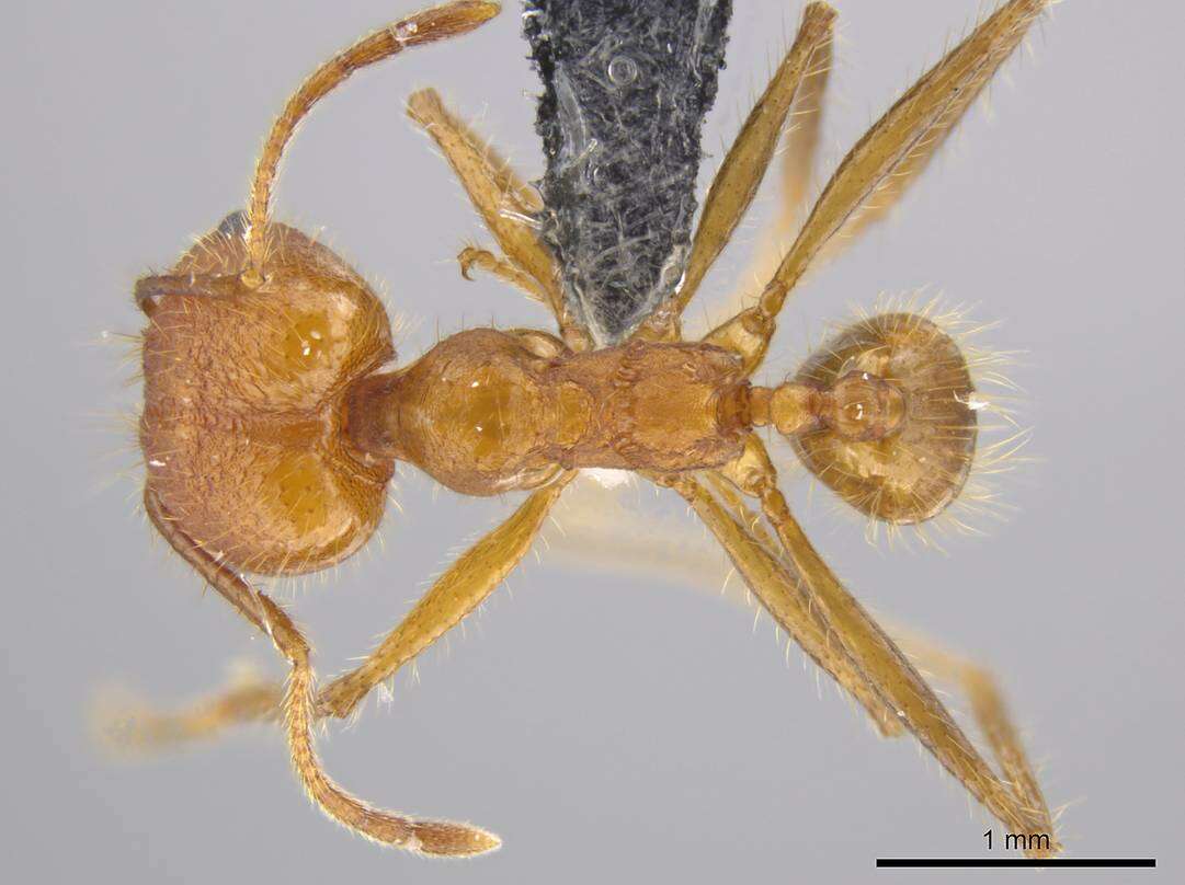 Image of Pheidole roushae