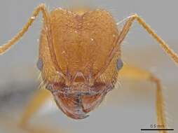 Image of Pheidole roushae