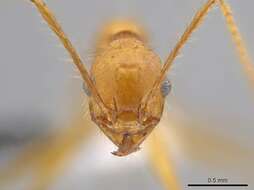 Image of Pheidole roushae
