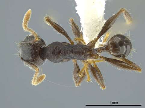 Image of Pheidole deceptrix Forel 1899