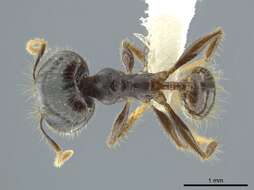 Image of Pheidole deceptrix Forel 1899
