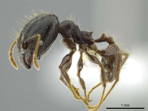 Image of Pheidole deceptrix Forel 1899