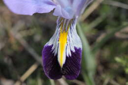 Image of Kolpakowski's Iris