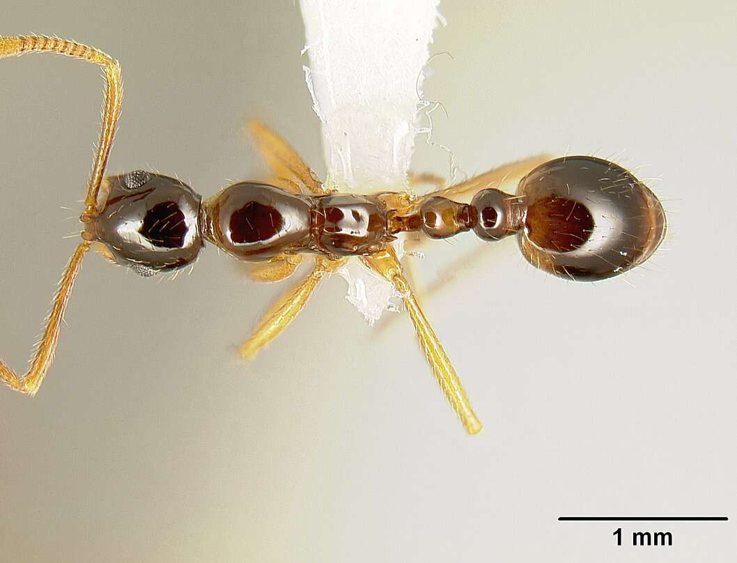 Image of Megalomyrmex silvestrii Wheeler 1909
