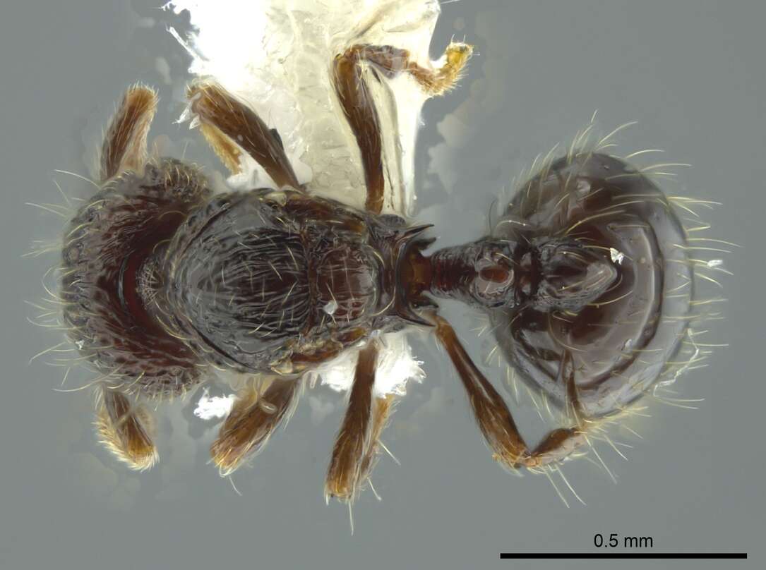 Image de Adelomyrmex silvestrii (Menozzi 1931)