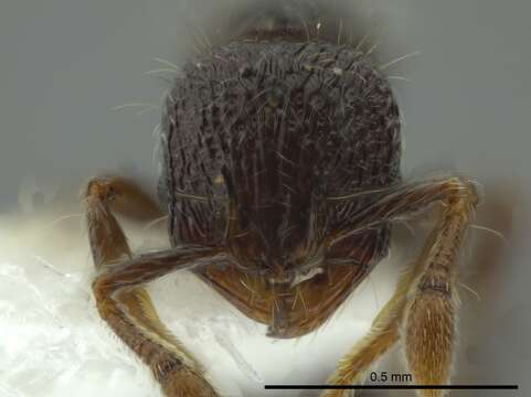 Image de Adelomyrmex silvestrii (Menozzi 1931)