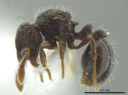 Image of Adelomyrmex silvestrii (Menozzi 1931)