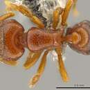 Image of <i>Octostruma ascrobis</i>