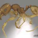 Image of Pheidole perissothrix