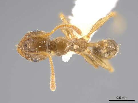 Pheidole absurda Forel 1886的圖片