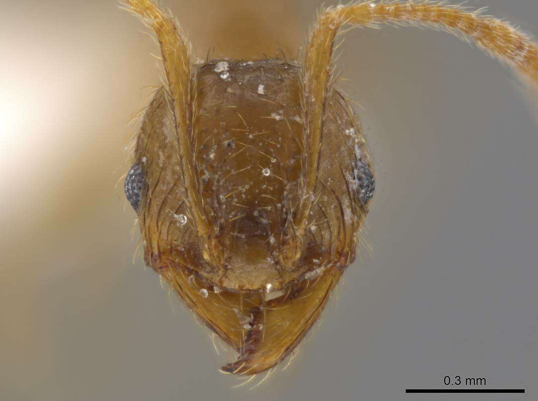 Pheidole absurda Forel 1886的圖片