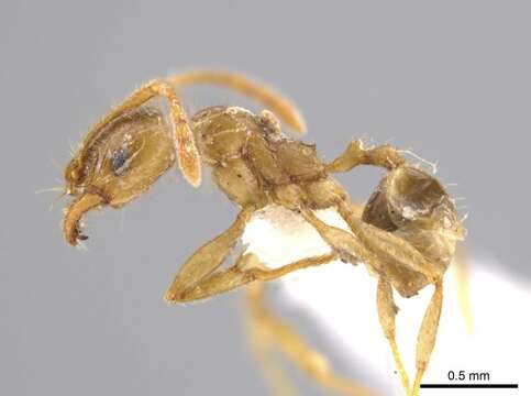 Pheidole absurda Forel 1886的圖片