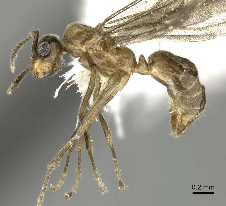 Image of Acropyga panamensis Weber 1944