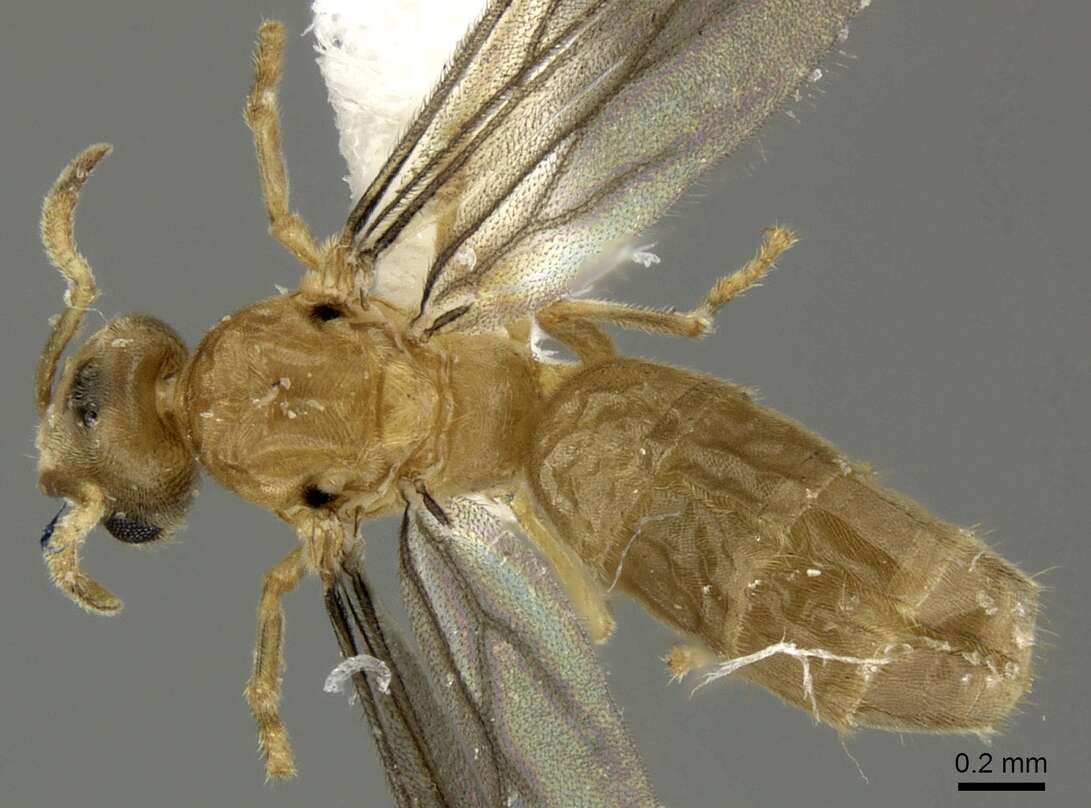 Image of Acropyga panamensis Weber 1944