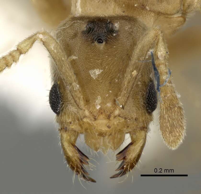 Image of Acropyga panamensis Weber 1944