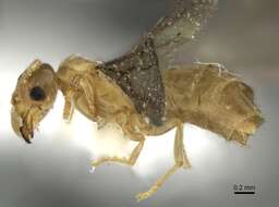 Image of Acropyga panamensis Weber 1944