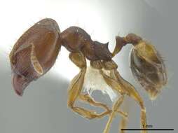 Image of Pheidole carapuna Mann 1916