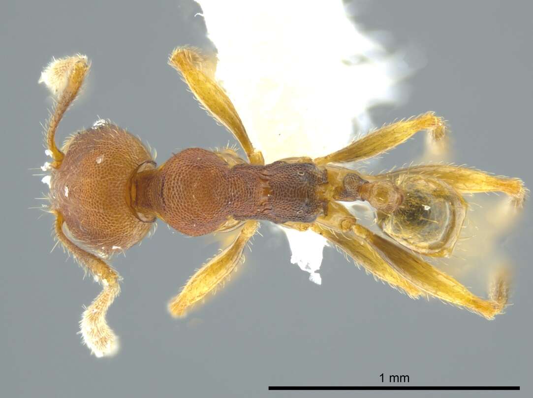 Pheidole carapuna Mann 1916 resmi