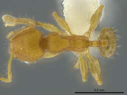 Pheidole christopherseni Forel 1912 resmi