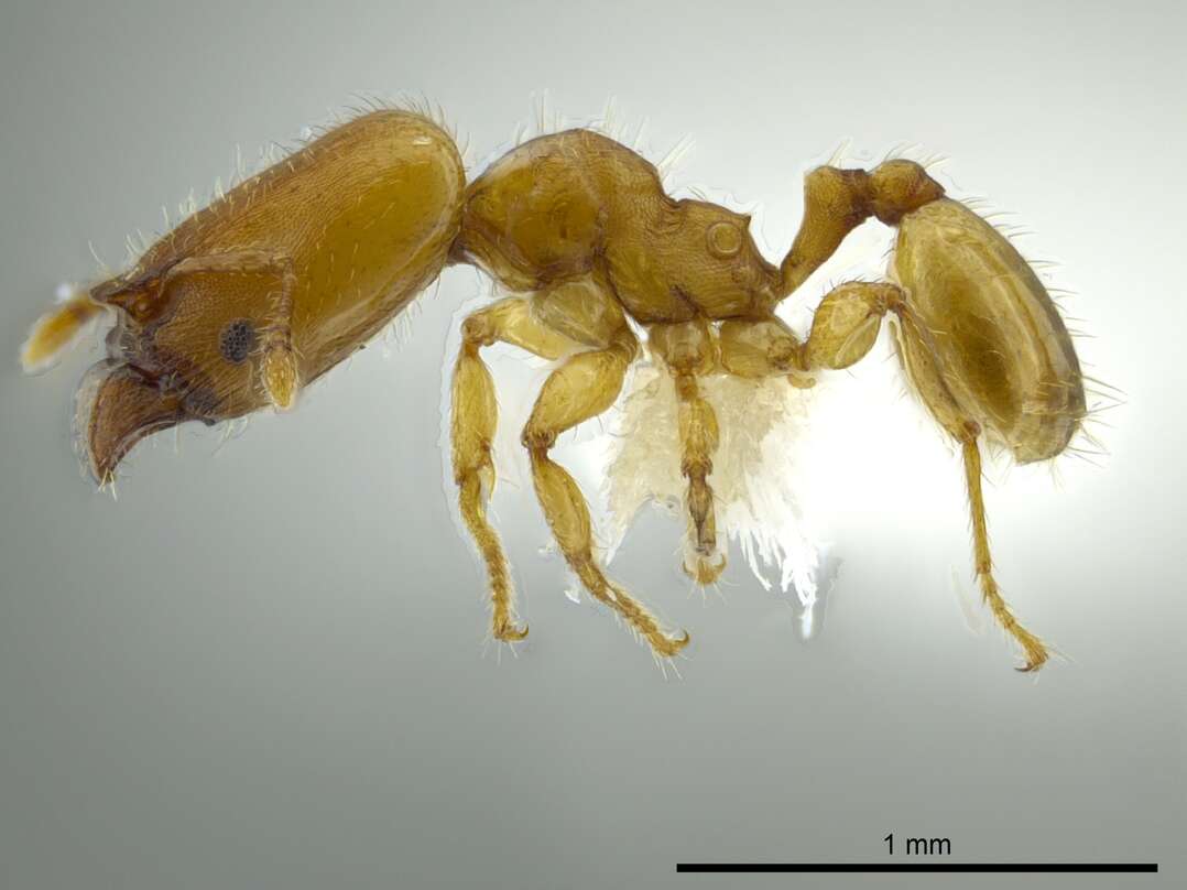 Pheidole christopherseni Forel 1912 resmi