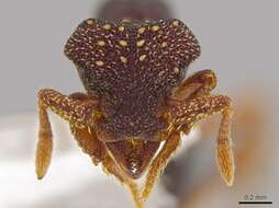 Image of <i>Eurhopalothrix zipacna</i>