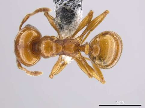 Image de Pheidole plebecula Forel 1899