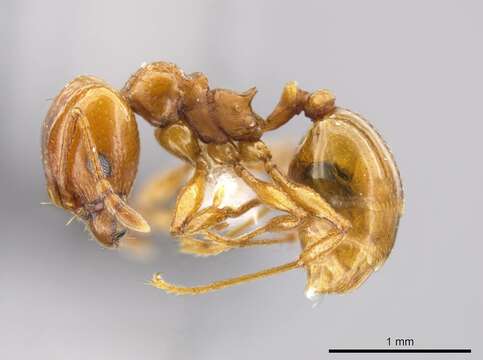 Image of Pheidole plebecula Forel 1899