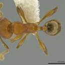 Image of <i>Pheidole oaxacana</i>