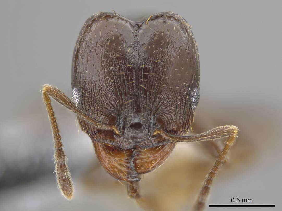 Image of Pheidole angustinigra